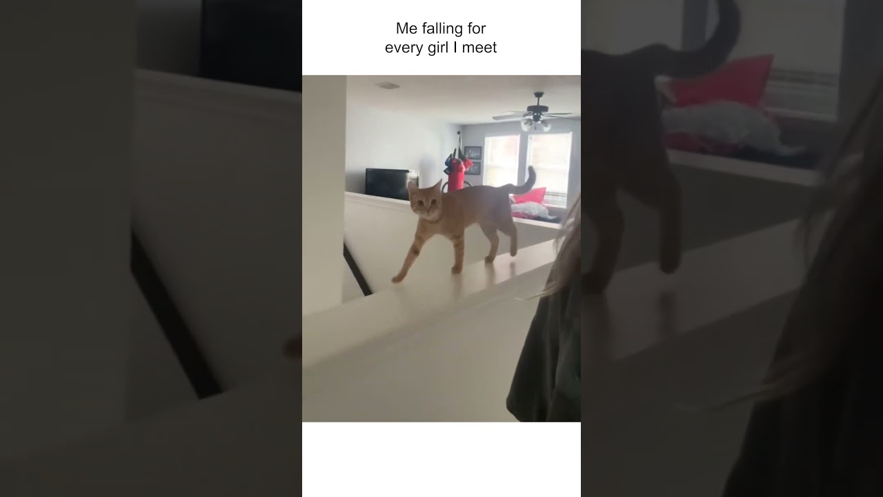 "I may have miscalculated" - 🐈 #CatLife #Cats #Fail