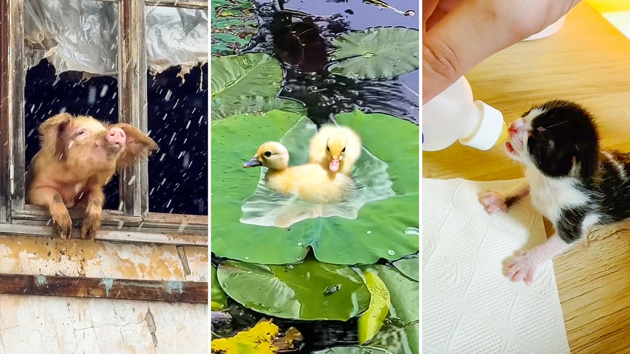 Animal Videos So Adorable You'll Be Crying  🥹 | CUTEST Pet Shorts