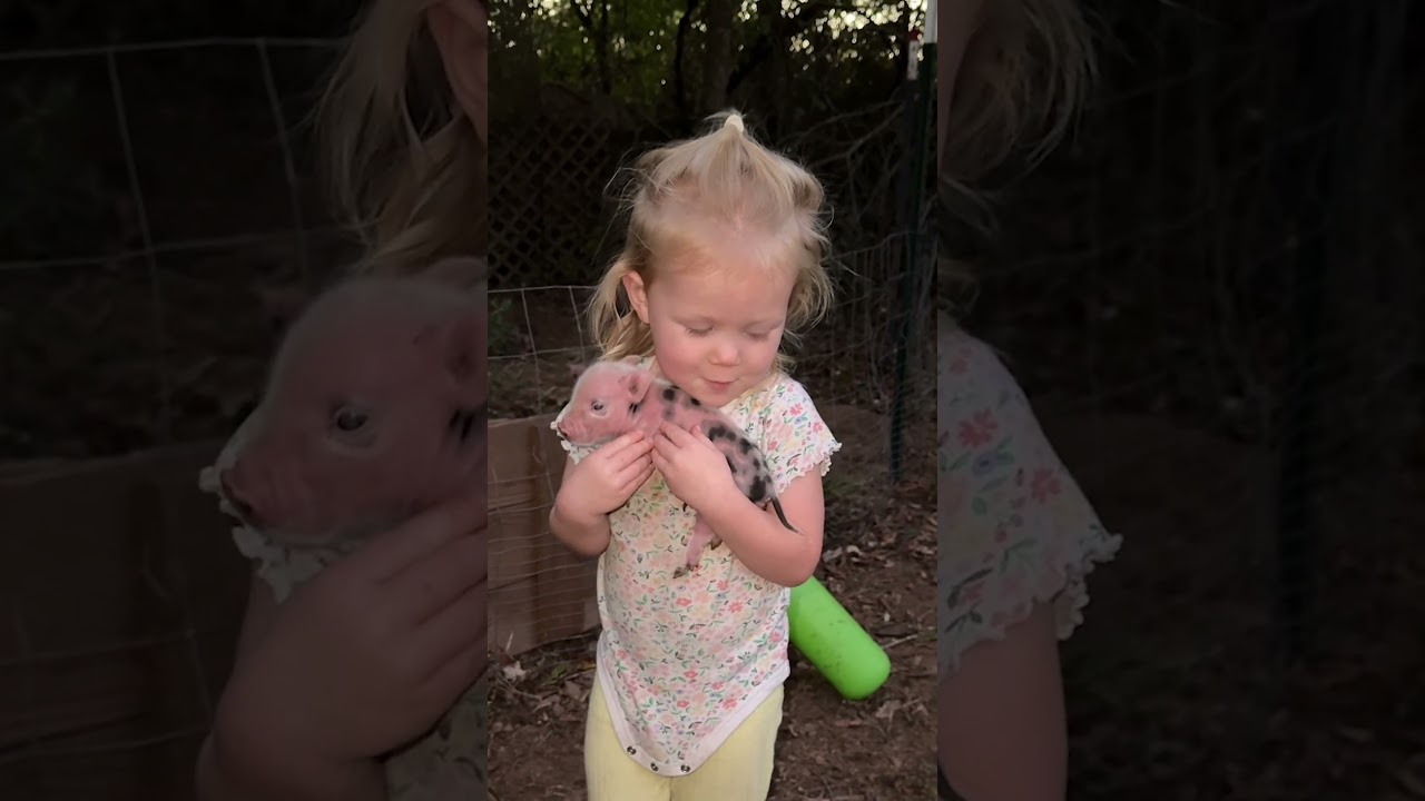 Little Girl Adorably Comforts Tiny Piglet