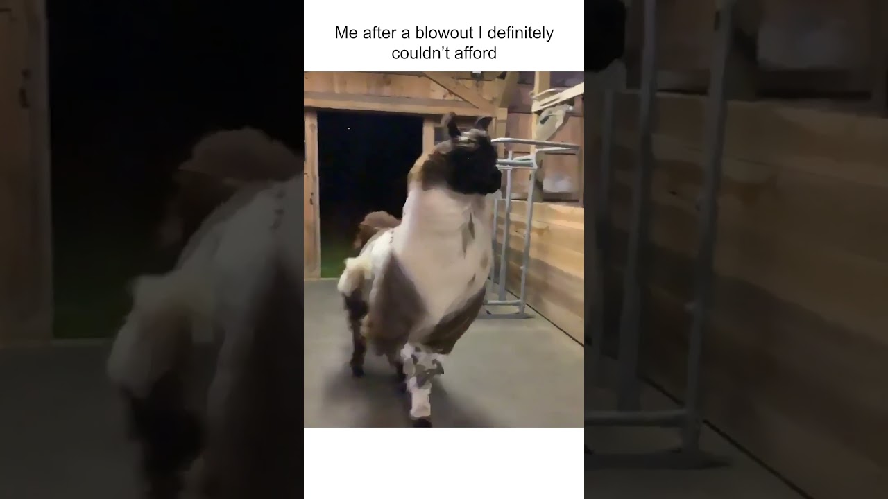 Llama Shows Off Her Perfect Hair