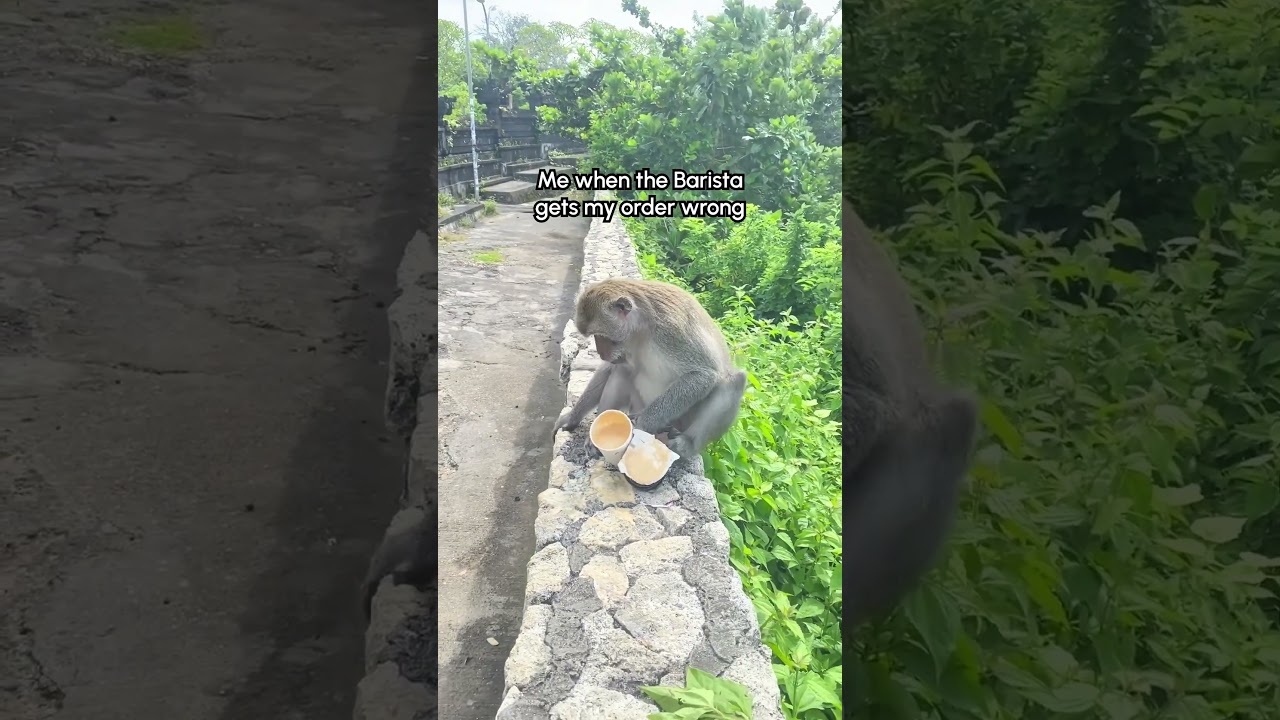 This monkey stole my coffee, spilled it, and then blamed ME for it?! 😱💥😤