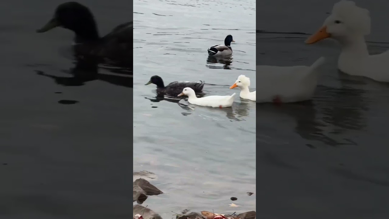 Look At This Duck's Crazy Hairdo!