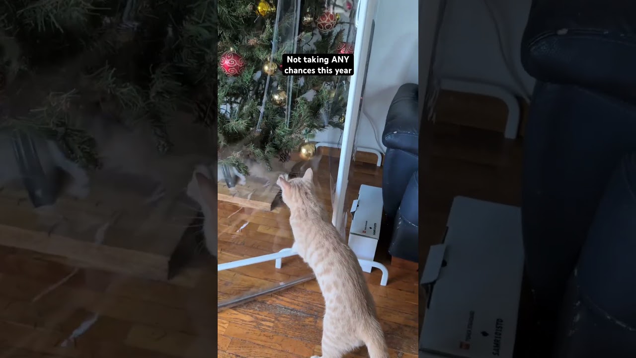 “What is this forcefield?!” 🙀 “Hooman, how did you block me from the tree? Cease this at once!” 😹