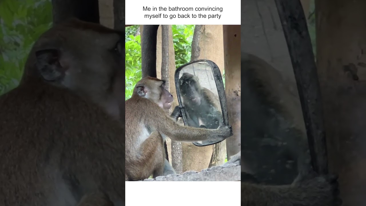 Monkey Admires Himself In The Mirror
