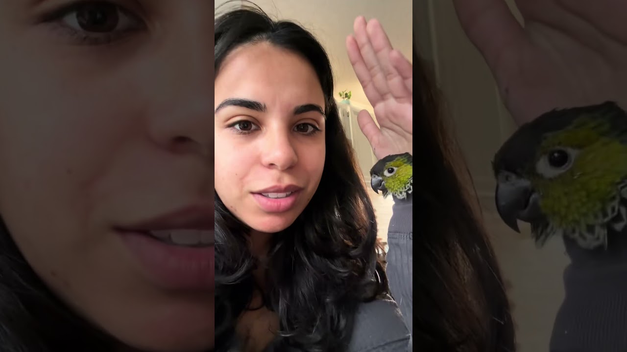 My Bird Loves Cuddling Inside My Sleeve For Some Reason... 😅