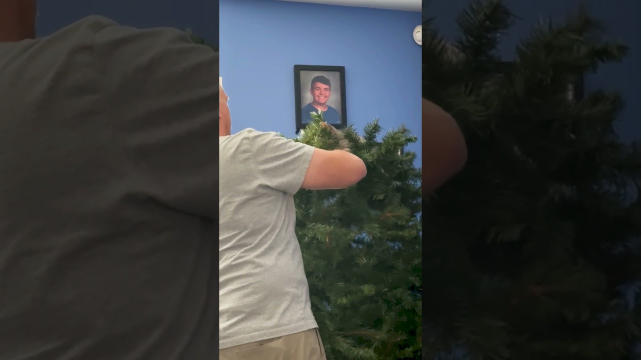 My Cat "Helps" Me Put Up The Christmas Tree