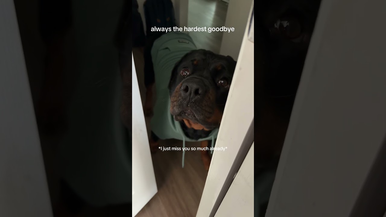 My Dog Hates When I Leave The House 😭 It's so hard to leave