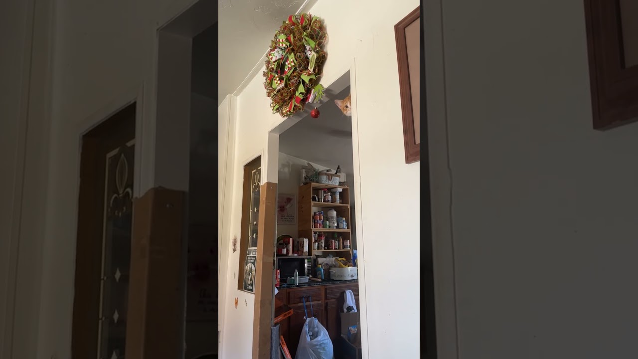 My Orange Cat Cannot Leave Holiday Decorations Alone... 🙄