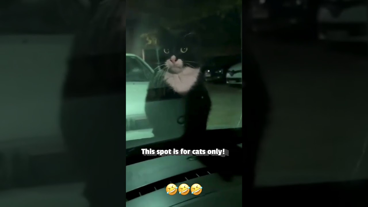 Ominous Cat Will Not Get Off Person's Car