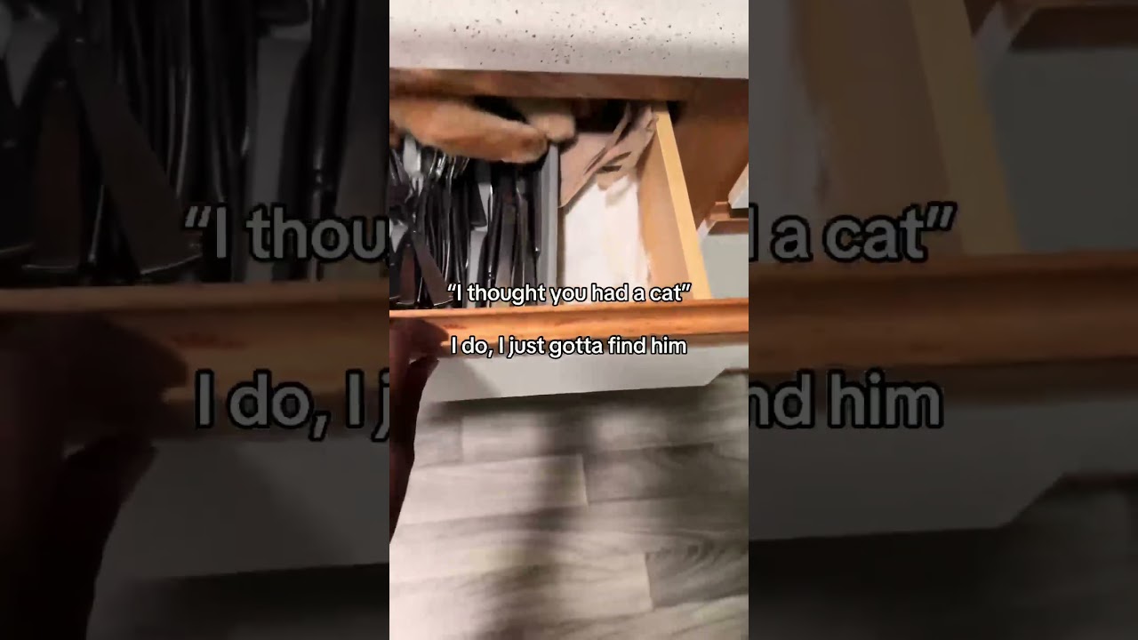 Orange Cat Hides Inside Cutlery Drawer