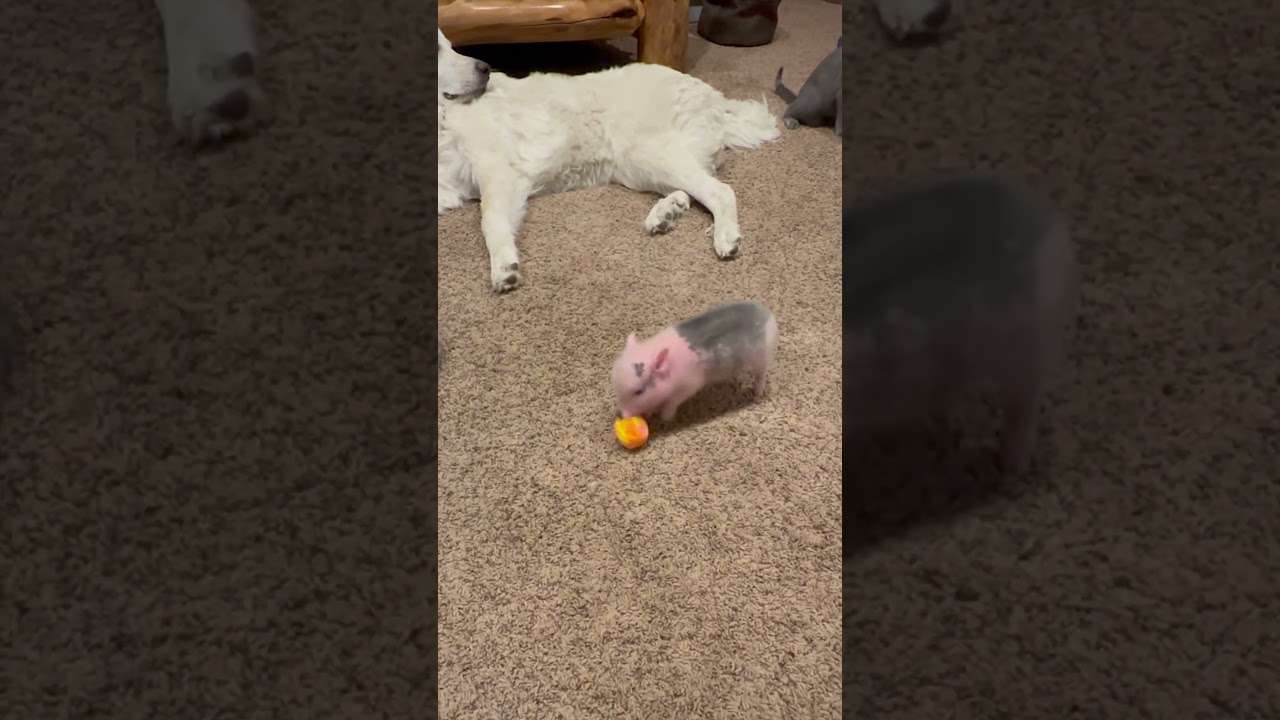 Piglet zoomies will cure your depression 🐷💕💨  #Piglet #BabyAnimals