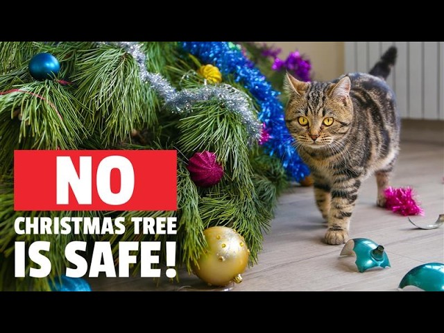 Pet Holiday Madness | FUNNY & CUTE Holiday Pet Videos