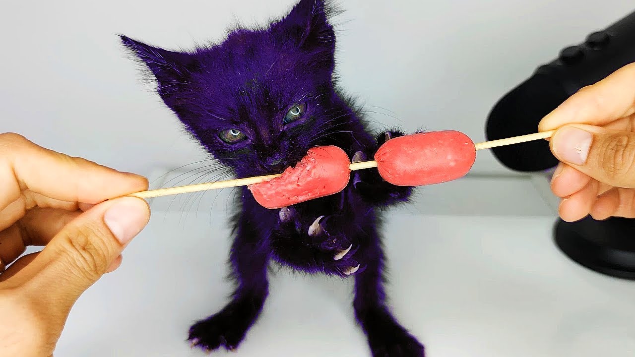 Purple Kitten Eating Sausage ASMR 😳💜
