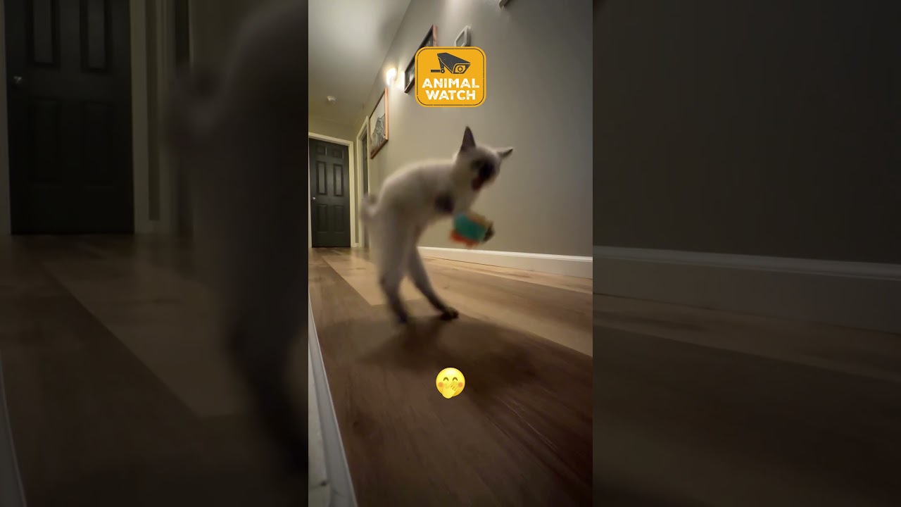 Ring cams and dash cams and more! Oh My! #CCTV #RingCam #Funny #Pets