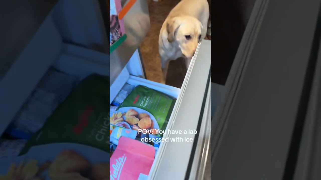 My lab is obsessed with ice cubes 🙄😂 #Funny #Labrador #Dogs