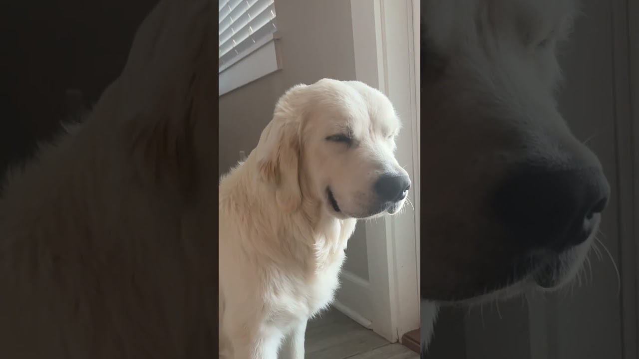 Saying Good Morning To My Senior Dog 🥹