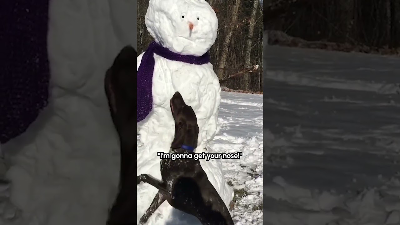 Silly Dog Steals Snowman's Nose