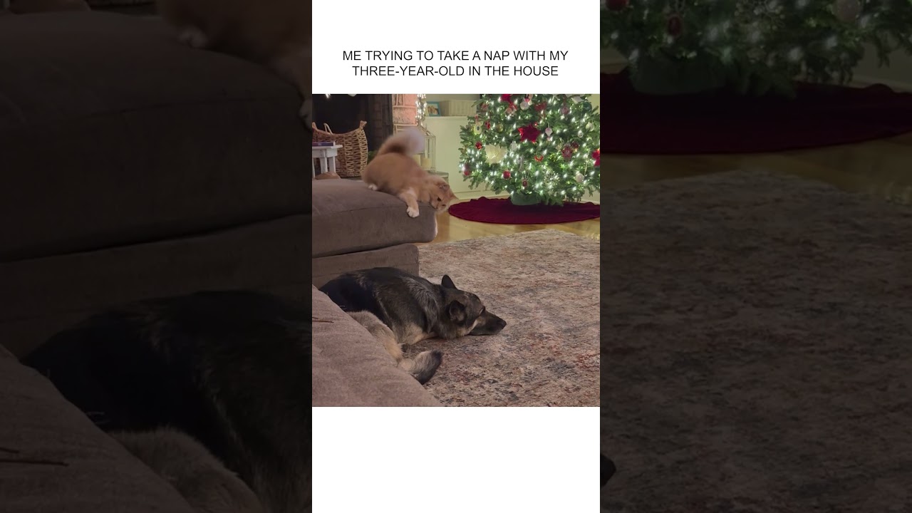 Sneaky Cat Won't Let Dog Take A Nap