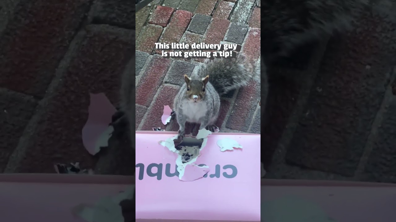 Squirrel STEALS Crumbl Cookie Delivery!