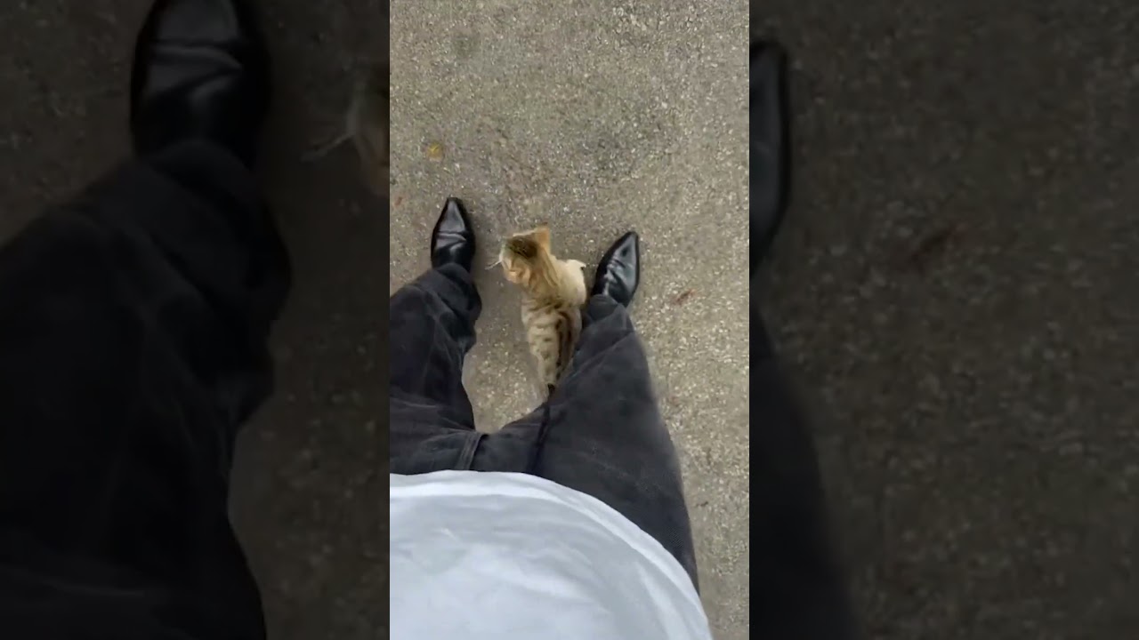 Stray Cat Adopts Me!