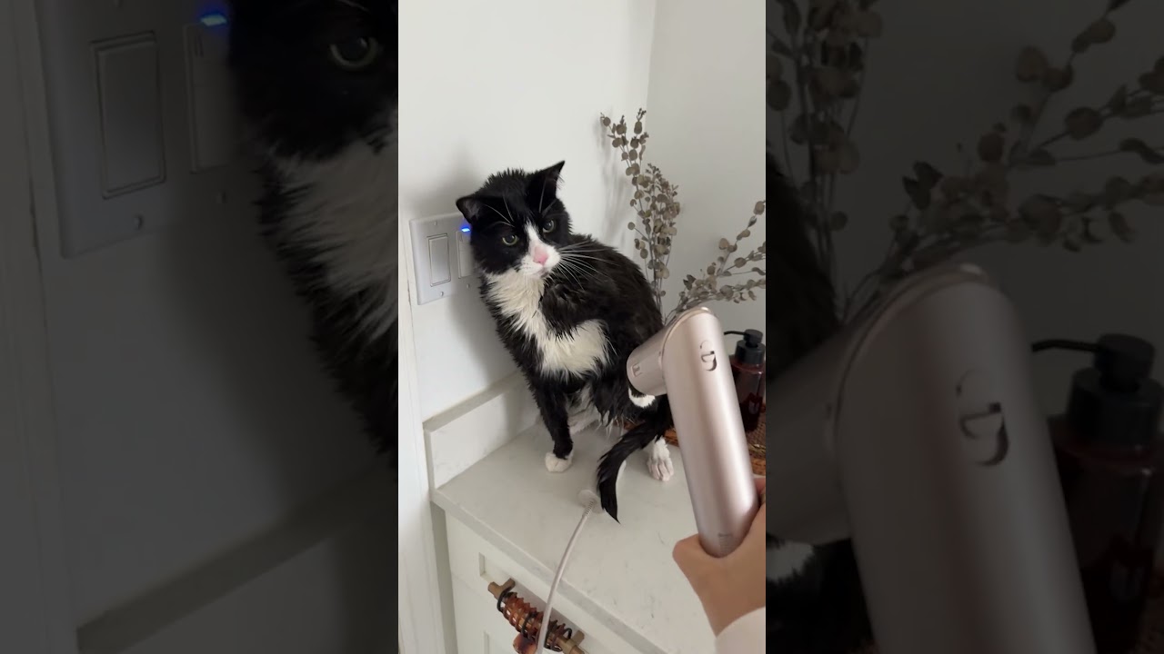 The FUNNIEST Cat Videos Of 2025!