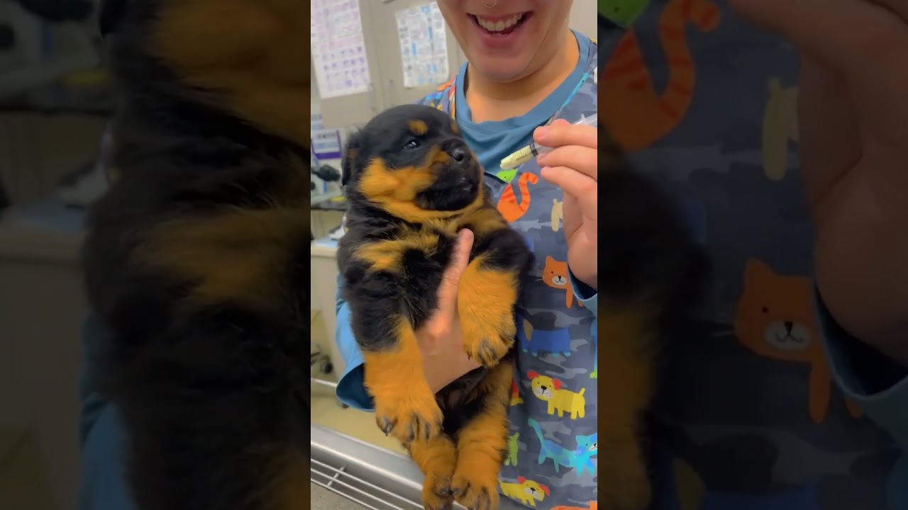 The FUNNIEST Dog Videos Of 2025!