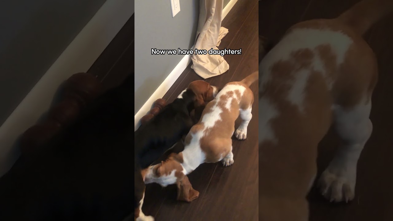 The Moment Two Rescue Dog Siblings Reunited 🥹