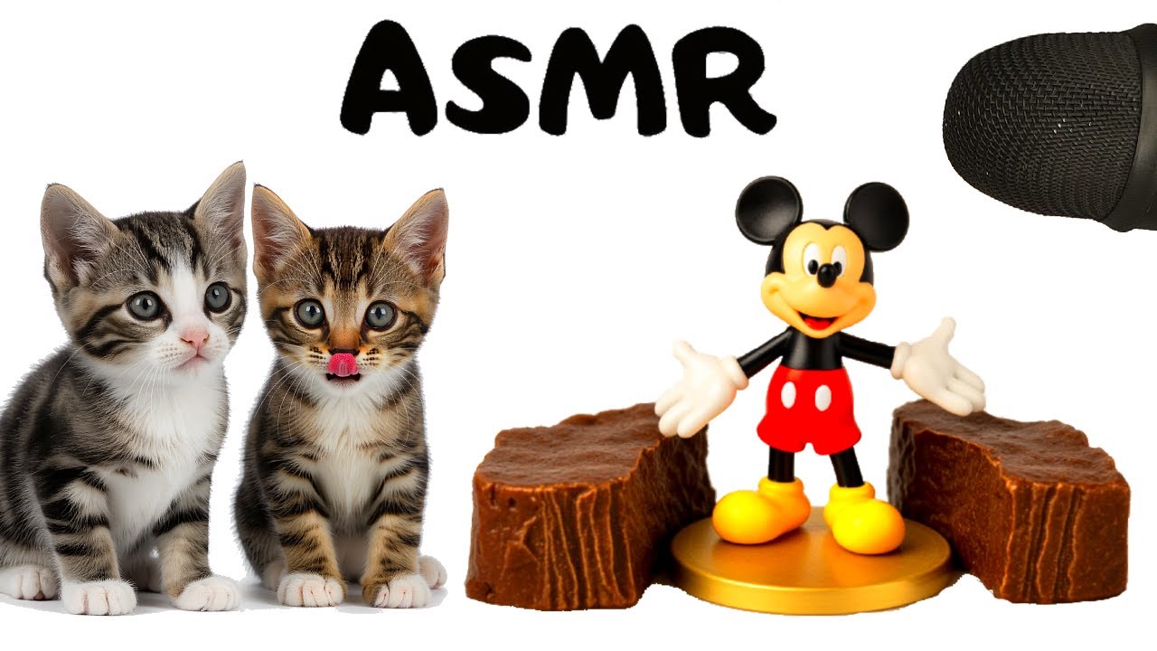 Tiny Kittens Eating Wet Cat Food ASMR 🐾 | So Satisfying & Cute!