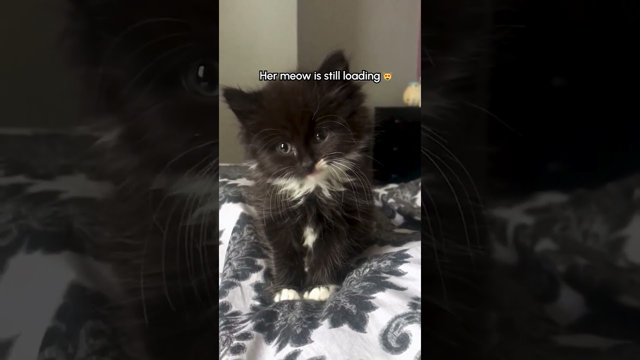 Tiny Little Kitten Learns To Meow 🥹