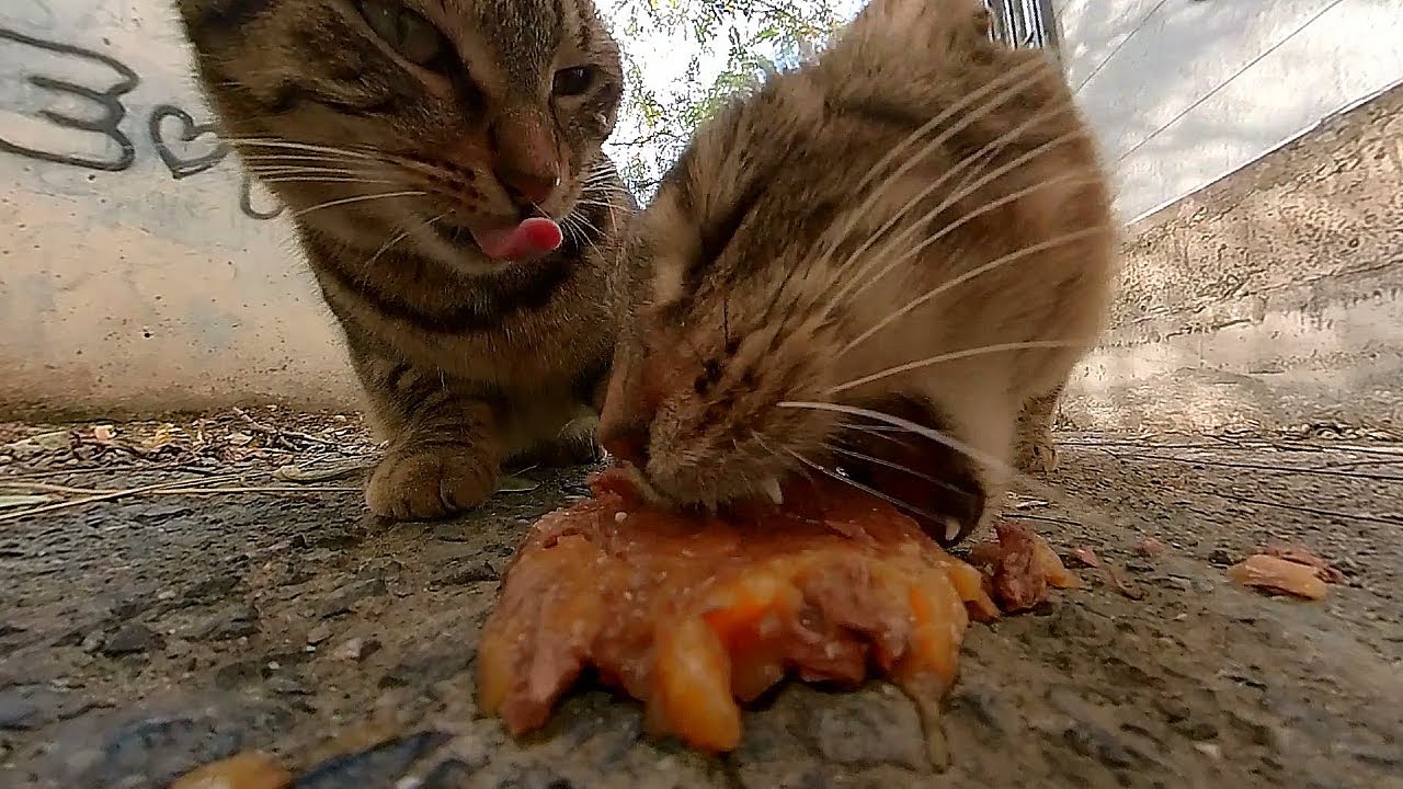 Two Hungry Street Cats Share a Meal 🐱🥩