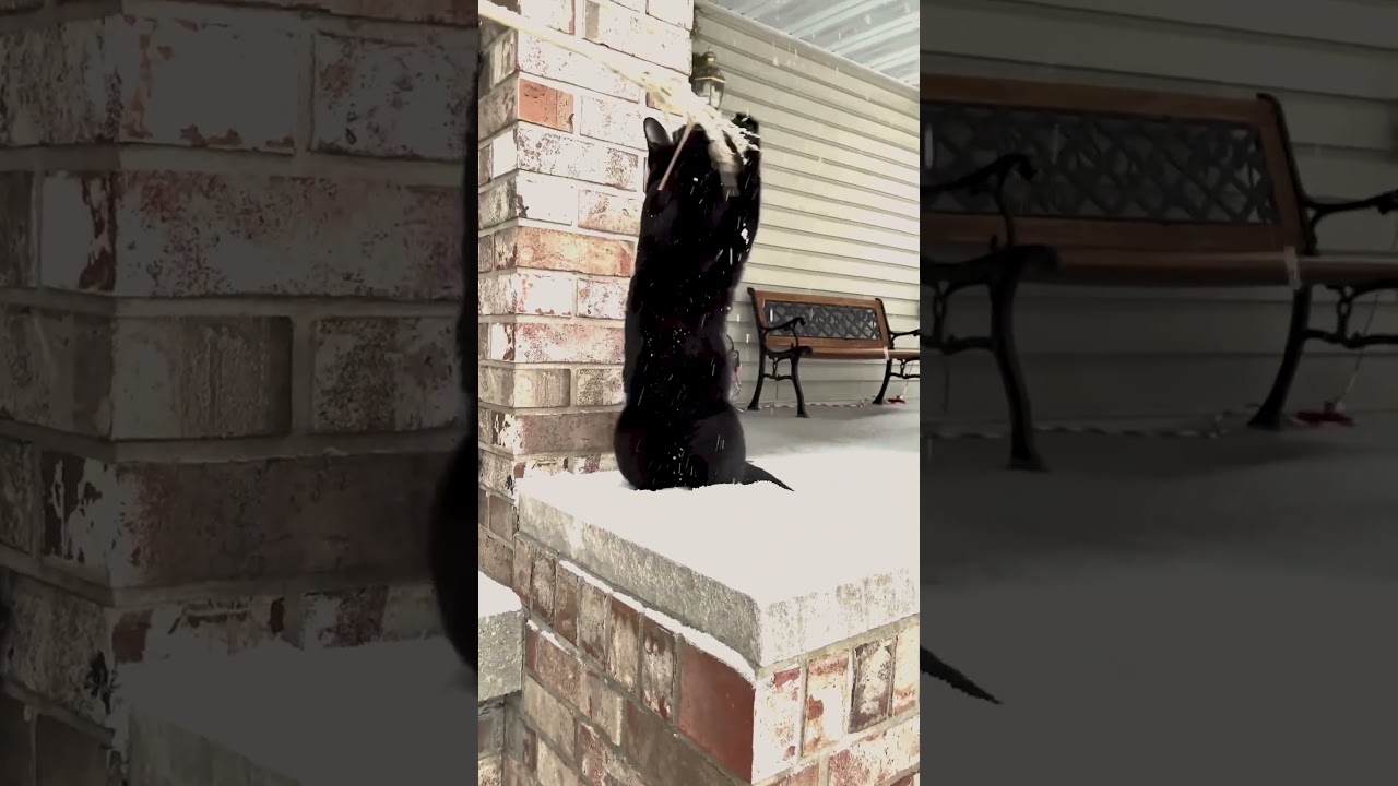 Adorable Black Cat Loves to Play in The Snow! ❄️🐈‍⬛