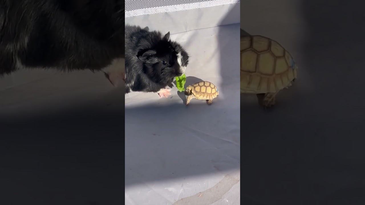 Imagine being a tiny tortoise and a GIANT named MARSHALL comes up and then steals your lunch! 🐢