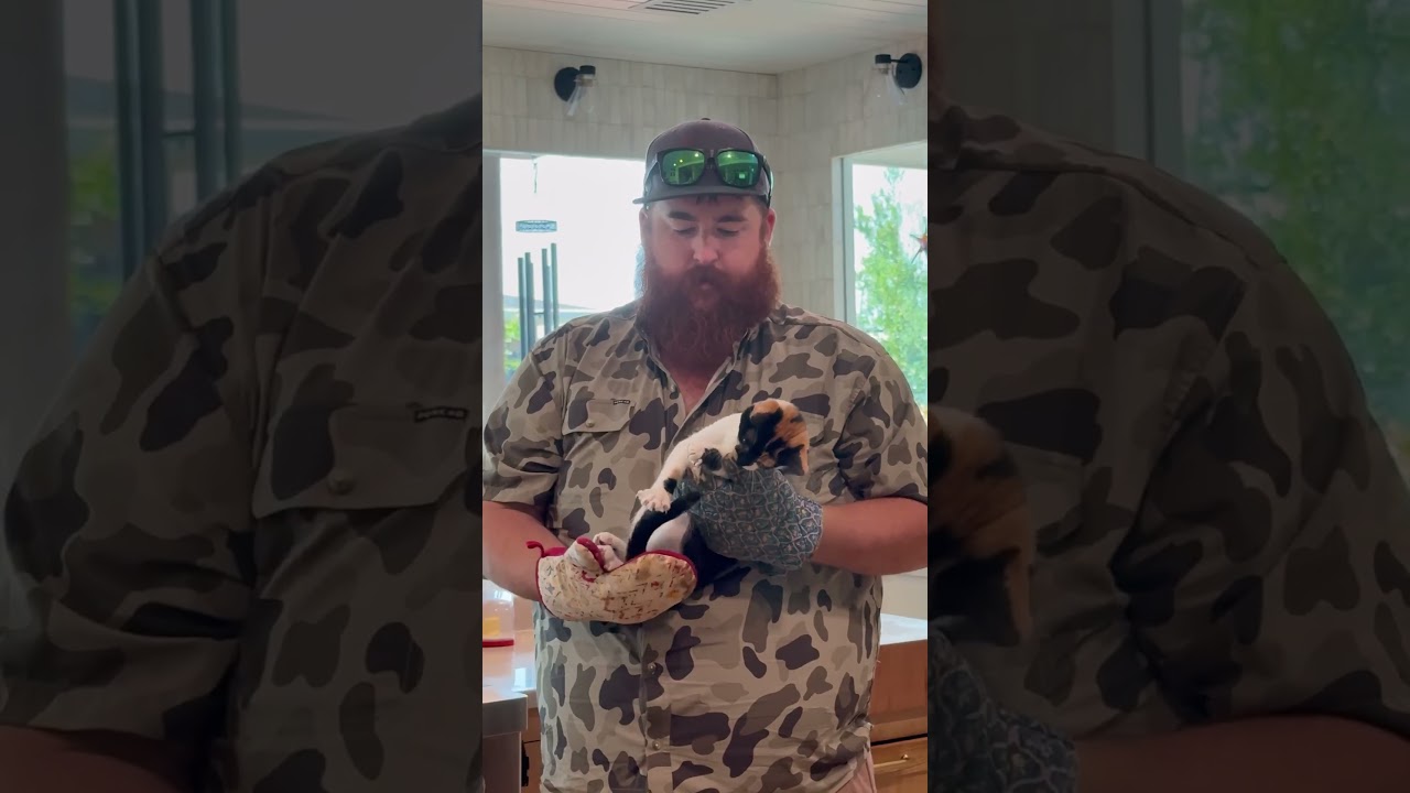 Cats are agents of chaos!! (And we wouldn't have them any other way!) 😹💥 #Cats #CatVideos #Funny