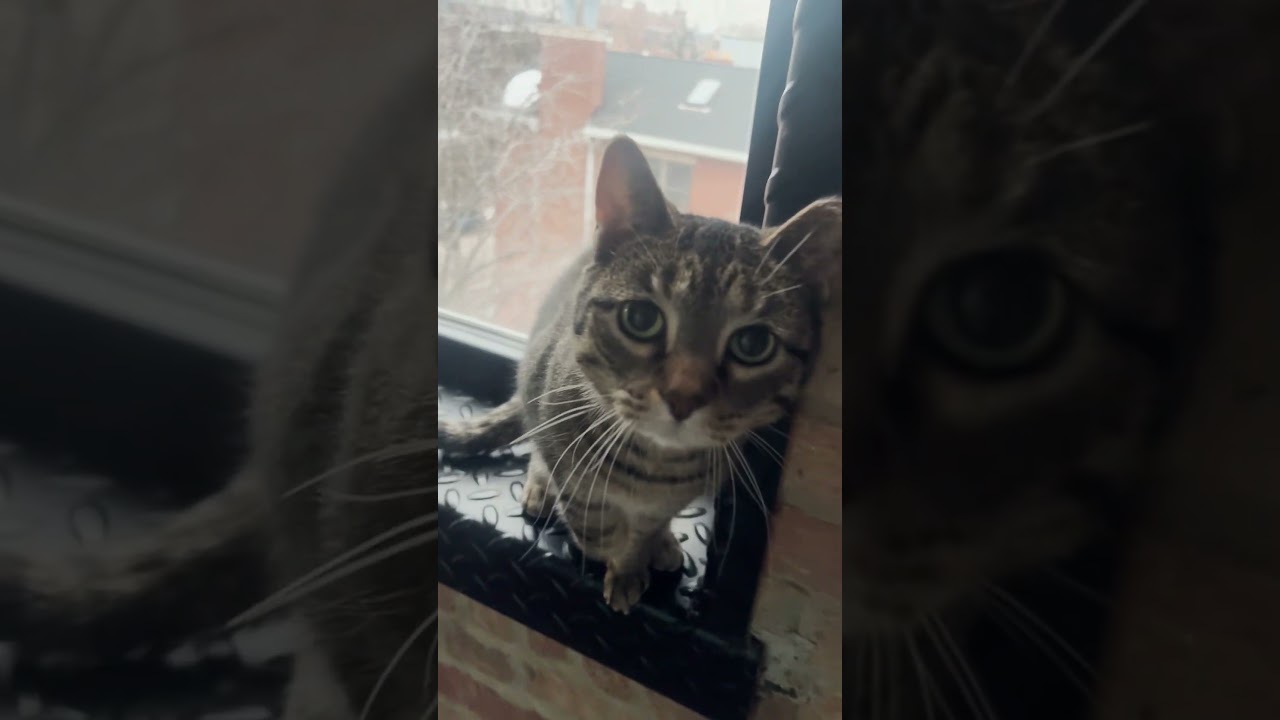 Hilarious Cat Fakes Paw Injury For Attention 🤣🐈 #Cat #catshorts #funnycats