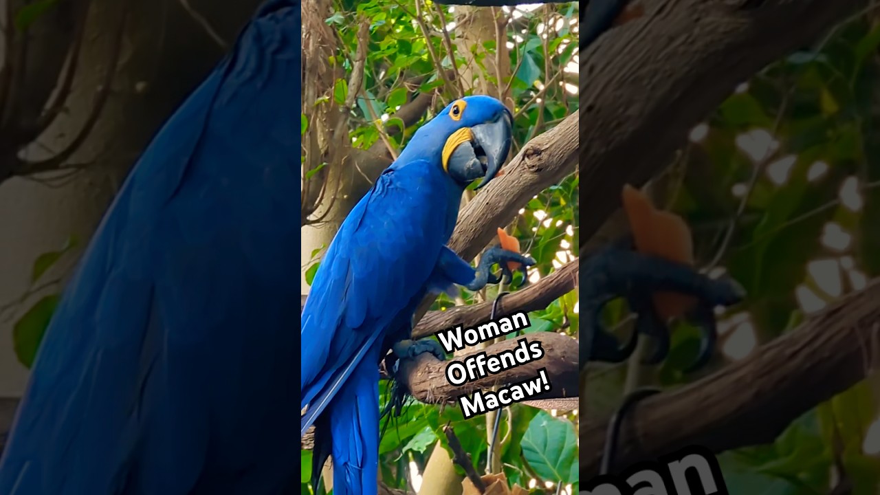 “What is that supposed to mean?!” 🤨🤨 #birds #macaw #funnybirds