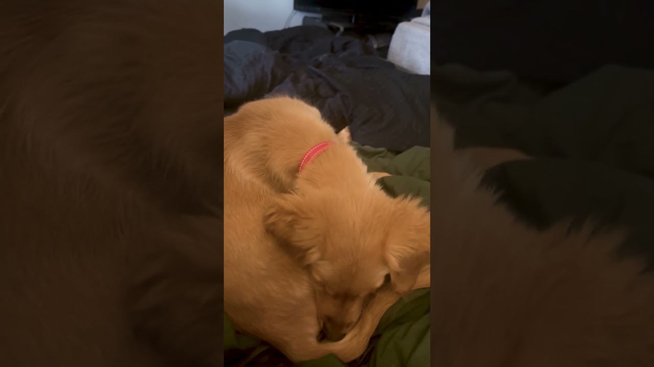Adorable Puppy Is Shocked By His Own Farts!