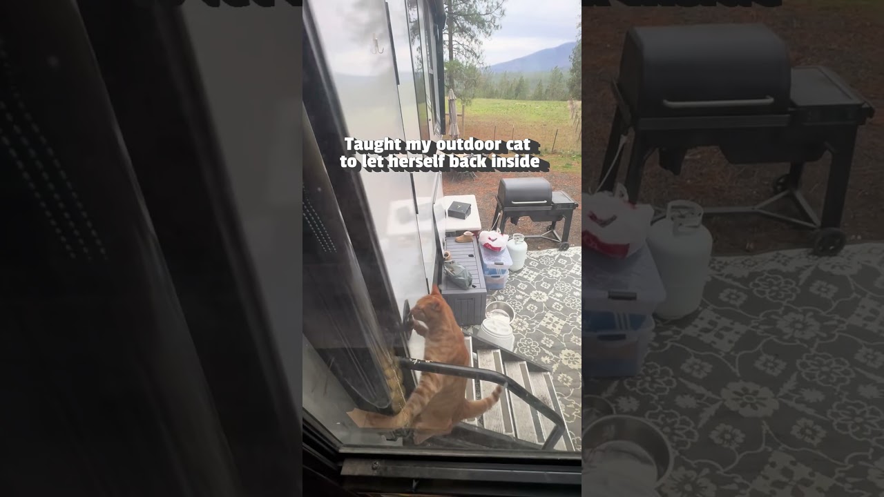 Amazing Orange Cat Can Open Doors On His Own!
