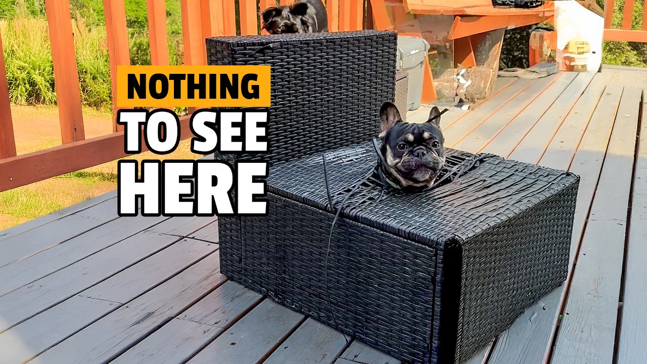 Animals Being Jerks! 💥 | Funniest Animal Videos Ever