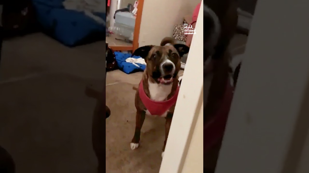 Animals Not Letting Their Human's Leave The House!