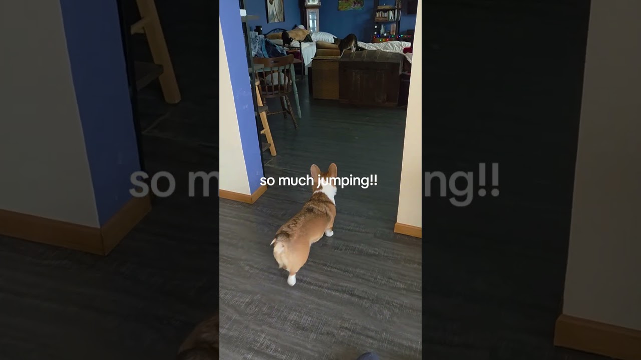 Baby. Goat. Zoomies. 🥹