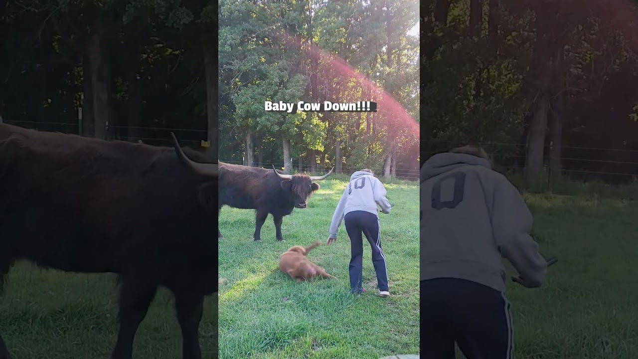 Baby Highland Cow Falls Over When Person Pet's Him!