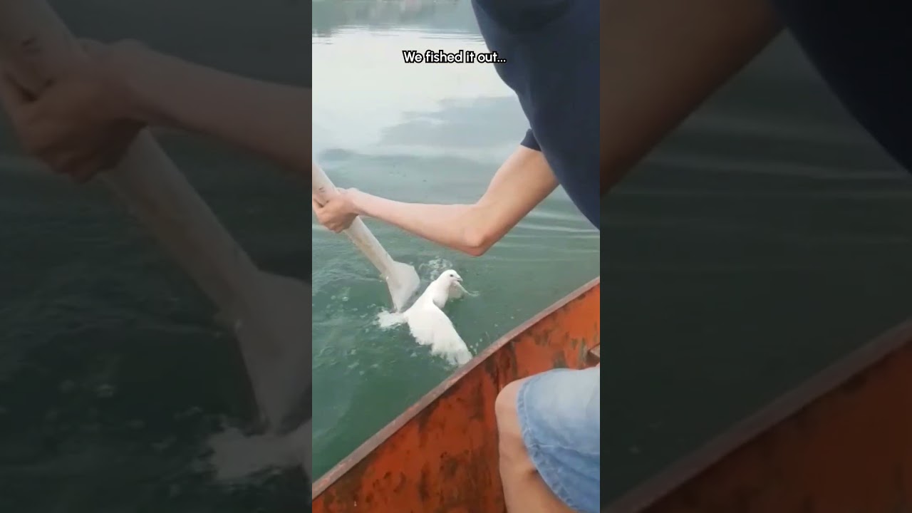 Boaters Rescue Injured Dove Stuck In Water