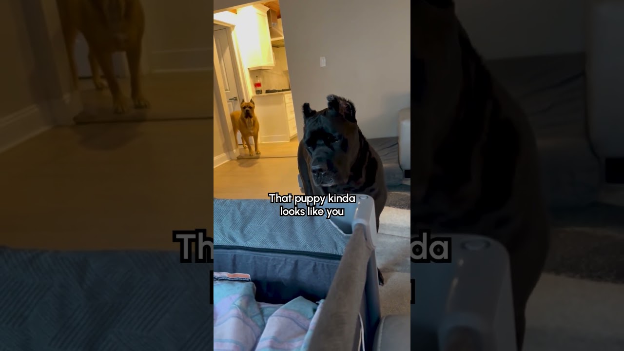 Cane Corso's Have ADORABLE Reaction To New Niece!