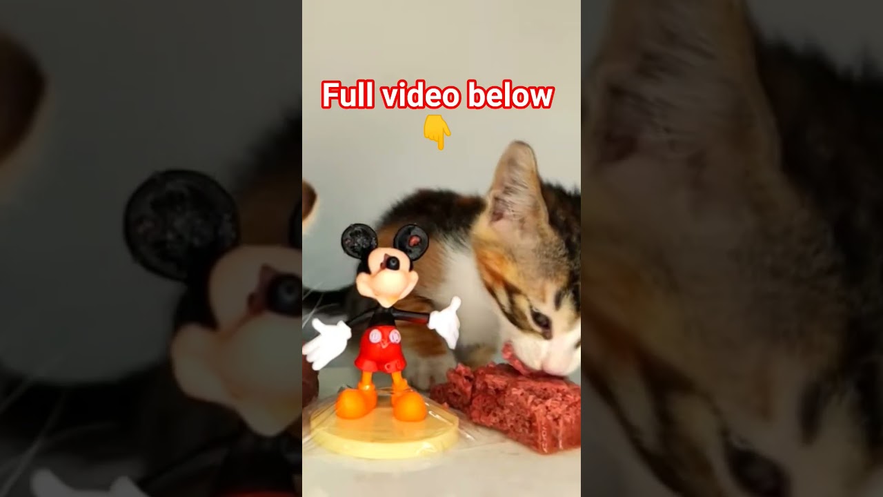 Cat ASMR Mickey 😺