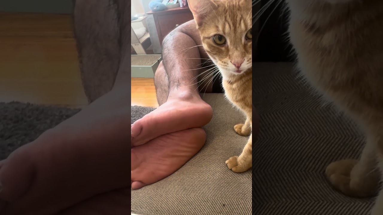 Cat Bites Sleeping Man for Treats 😼