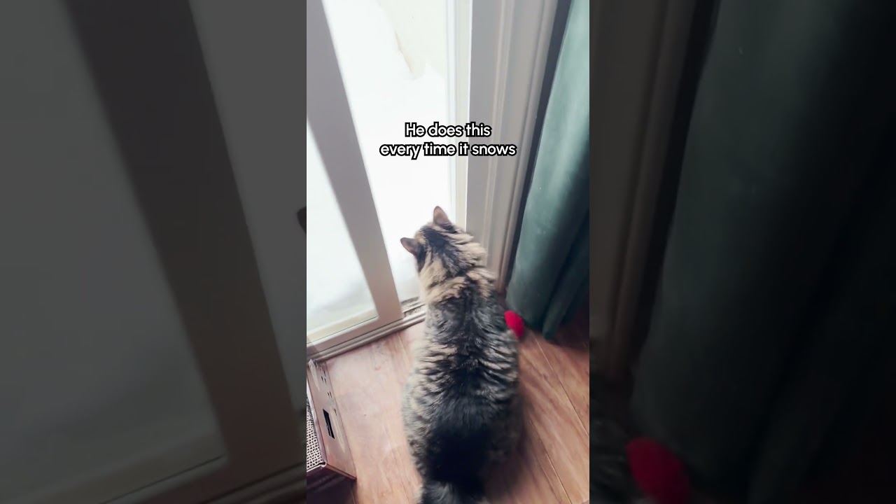 Cat Dashes Into Snowy Trees