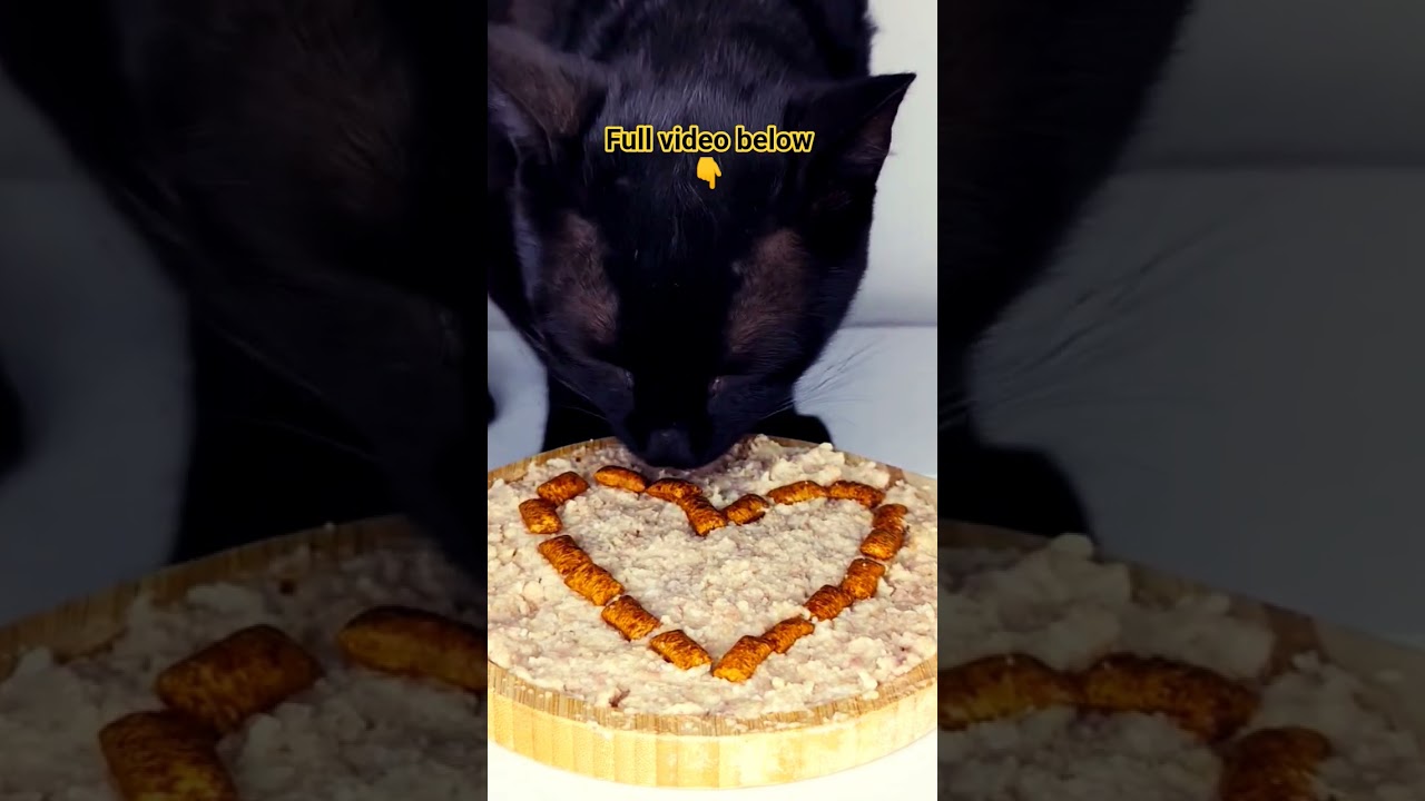 Cat Eating ASMR 🖤