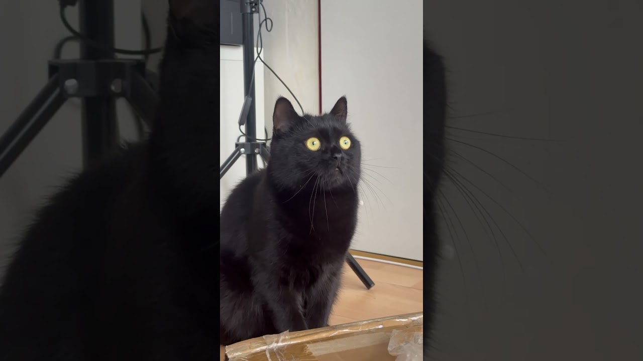 Cat Reacts To Birds Chirping Outside His Window
