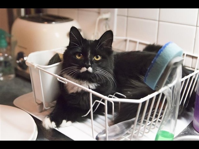 Cats Being JERKS 🙀 | FUNNIEST Cat Shorts