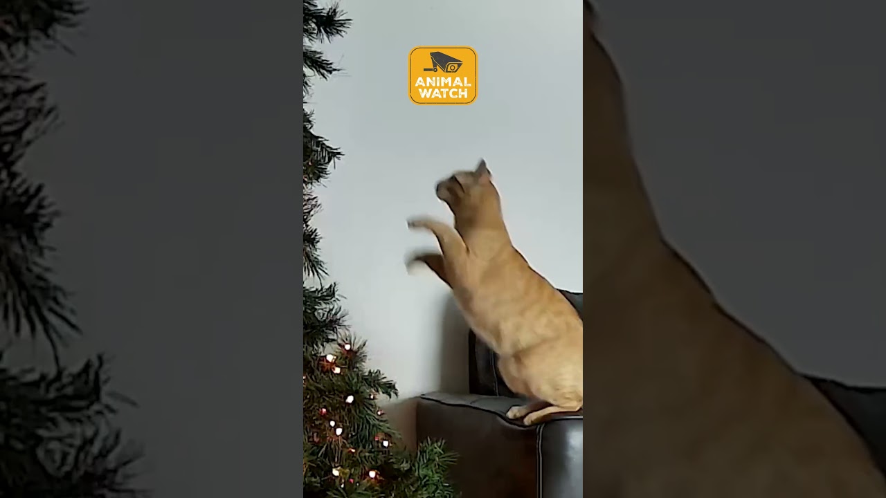 🎼Crashing through the snow ❄️🐾 | Animal Watch